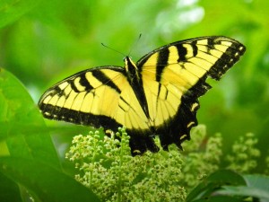 Green and Yellow Butterfly