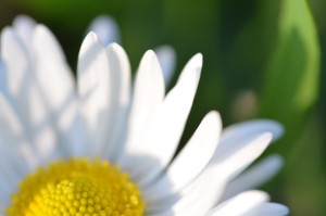 Daisy in spring day