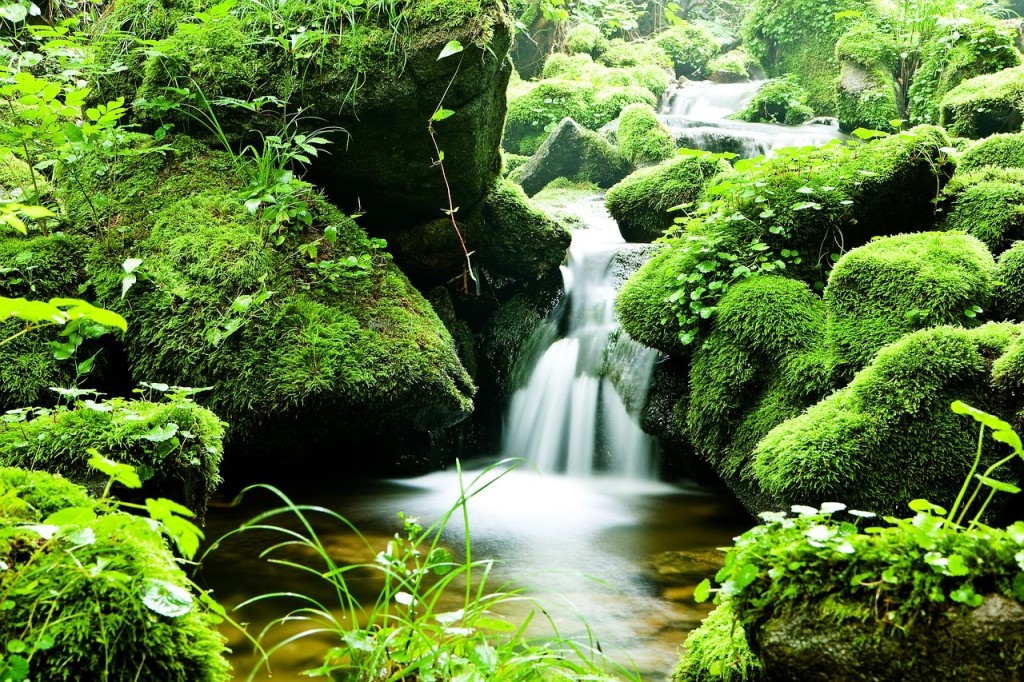 forest